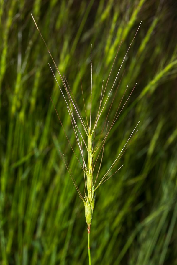 Aegilops triuncialis  (=Triticum triunciale) / Cerere allungata